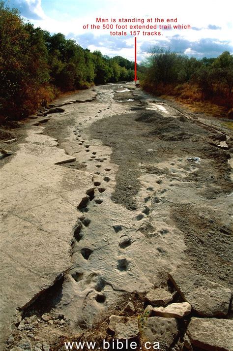 human footprints inside dinosaur tracks